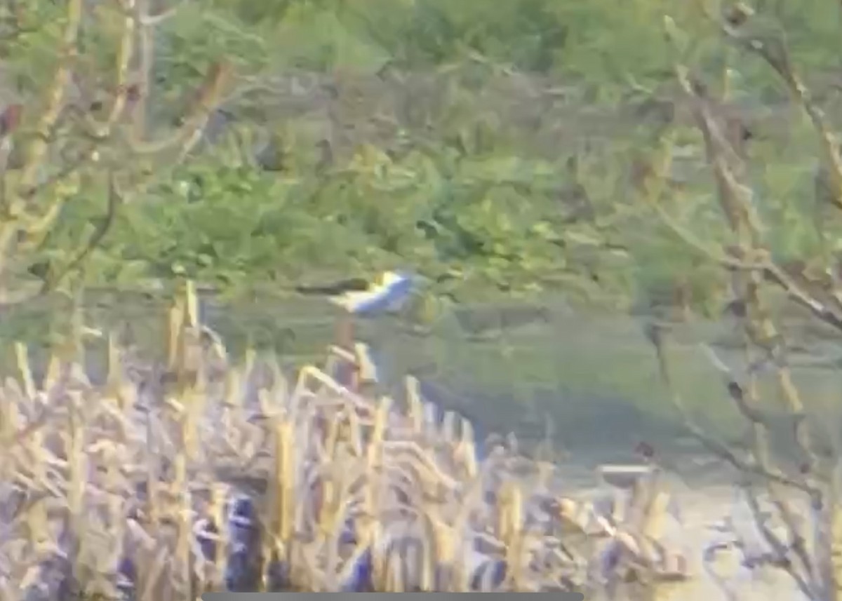 Black-winged Stilt - ML615144964