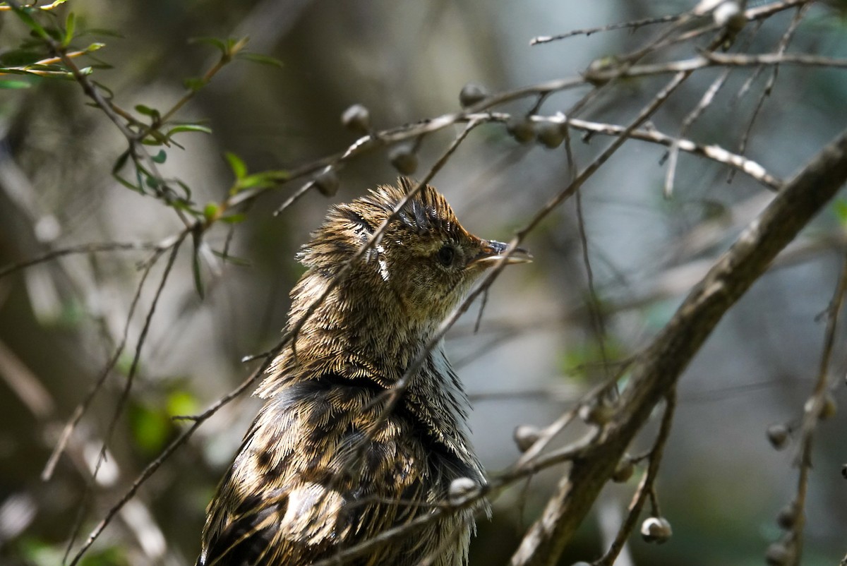 New Zealand Fernbird - ML615144967