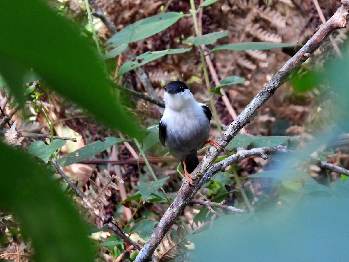 White-bearded Manakin - ML615144977