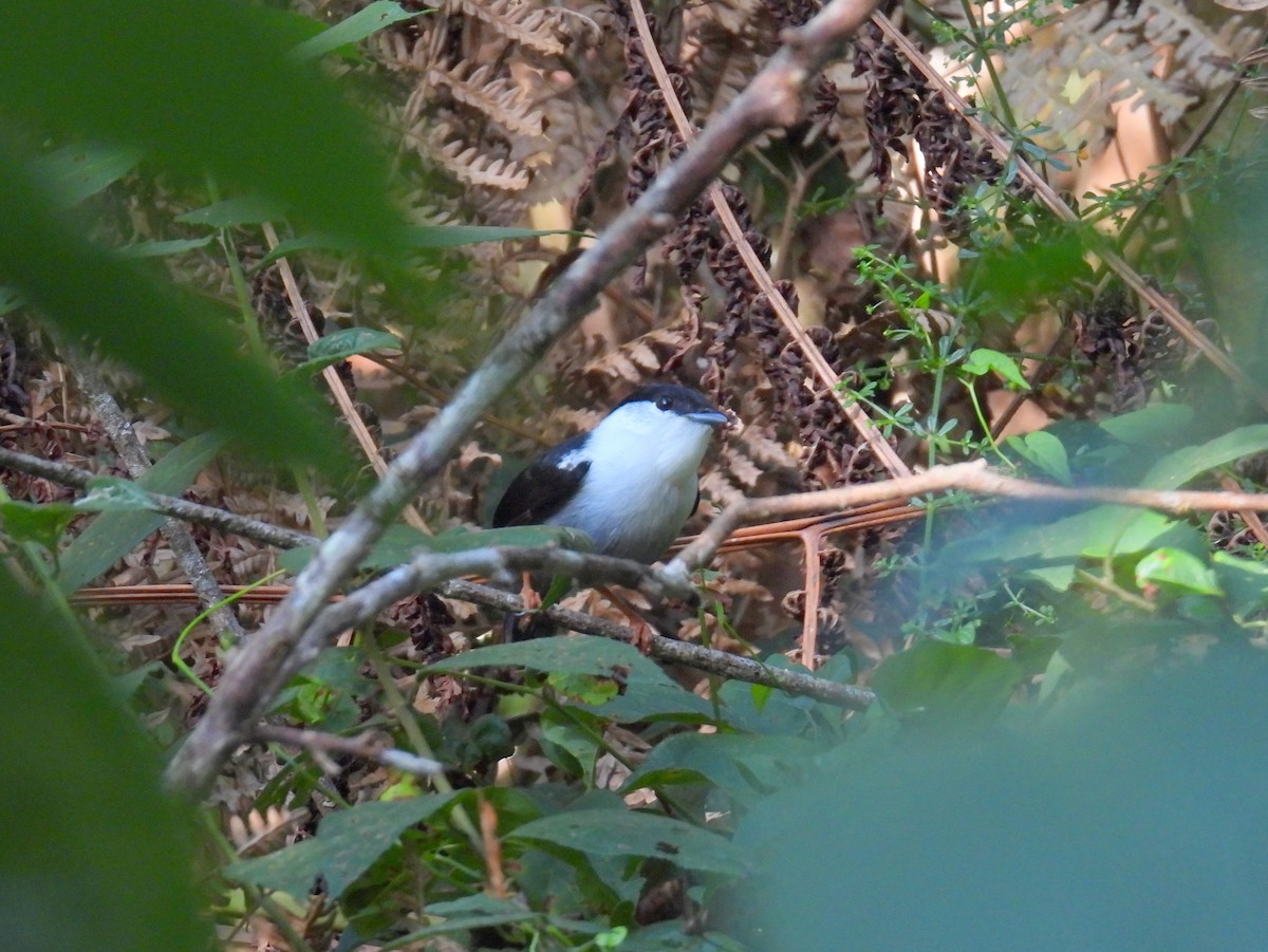 White-bearded Manakin - ML615144978