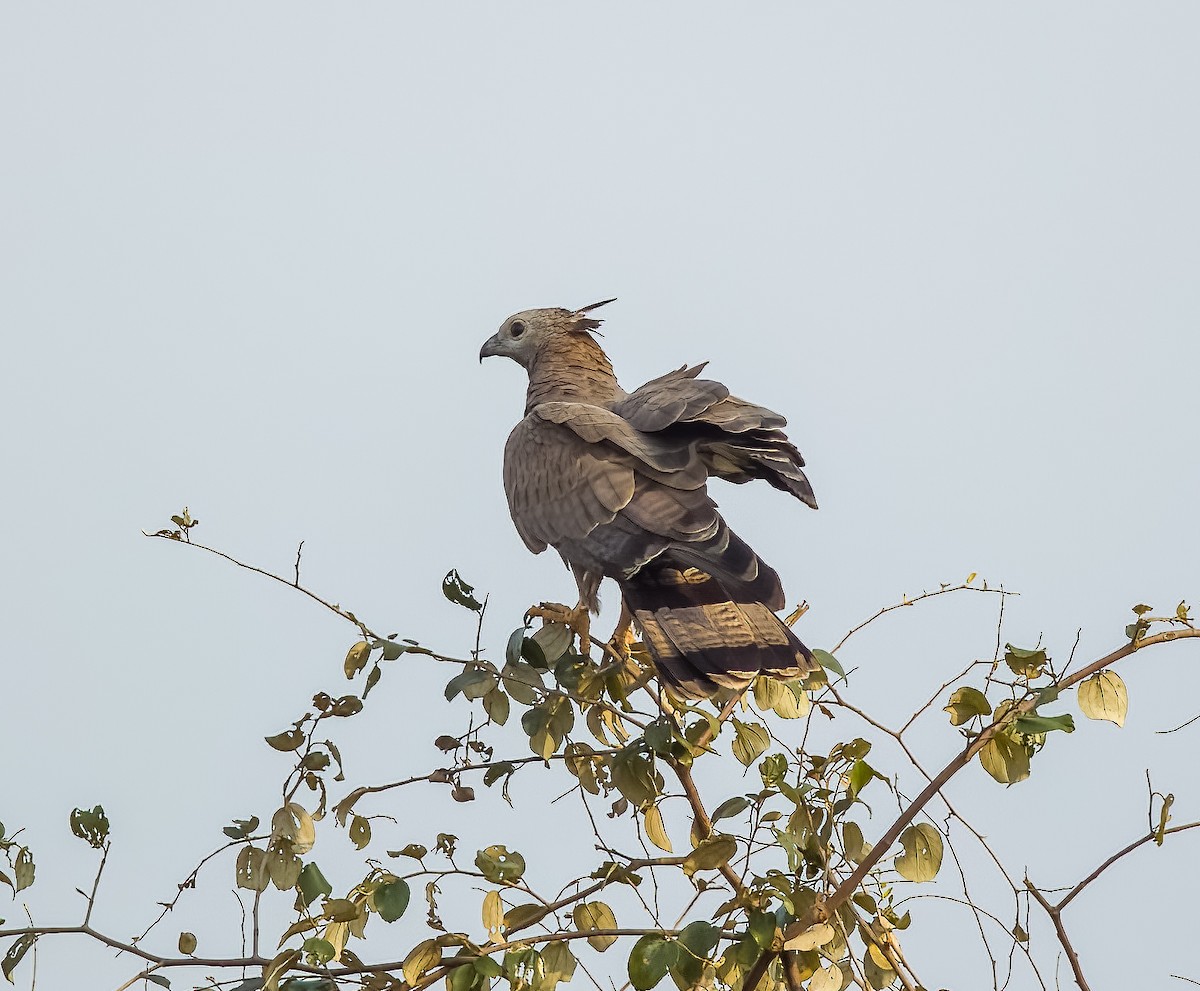 Oriental Honey-buzzard - ML615144994