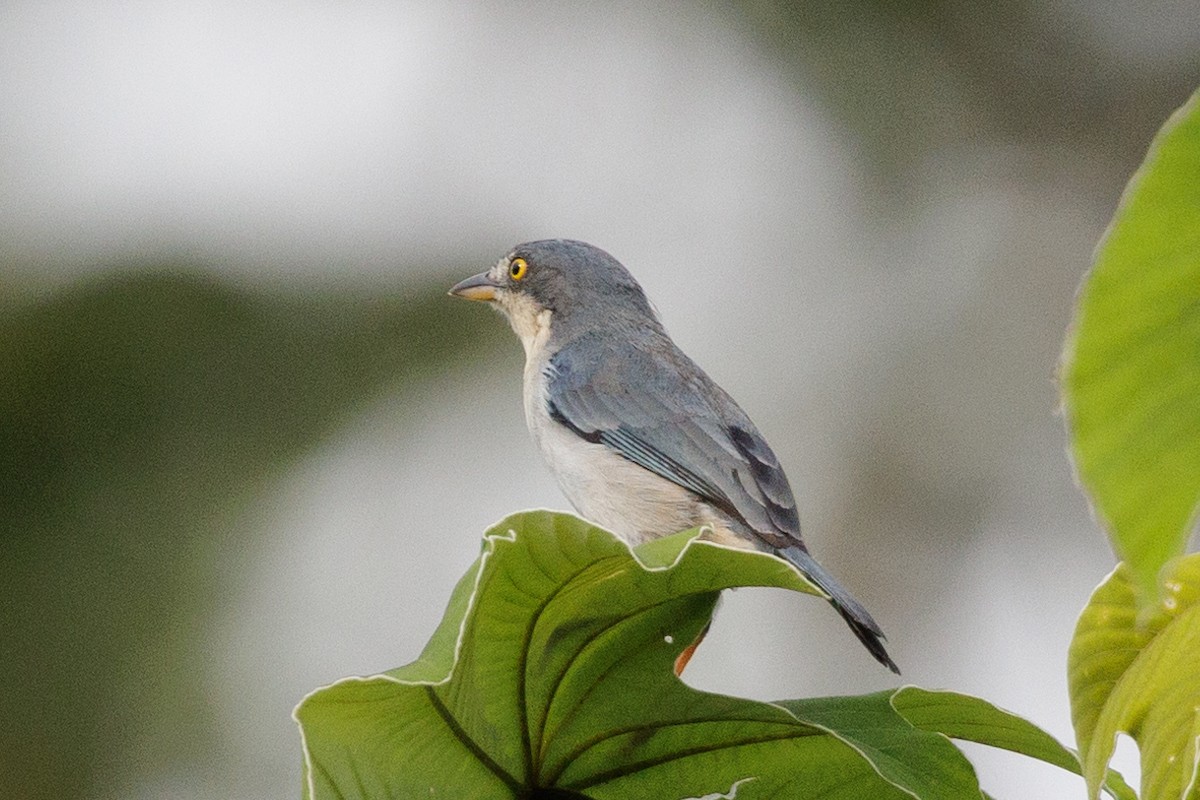 Hooded Tanager - ML615144998