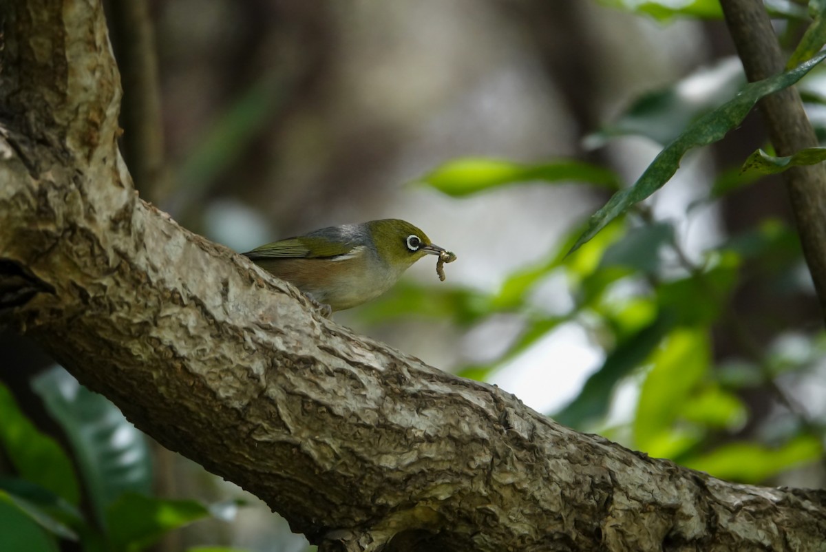 Silvereye - ML615145038