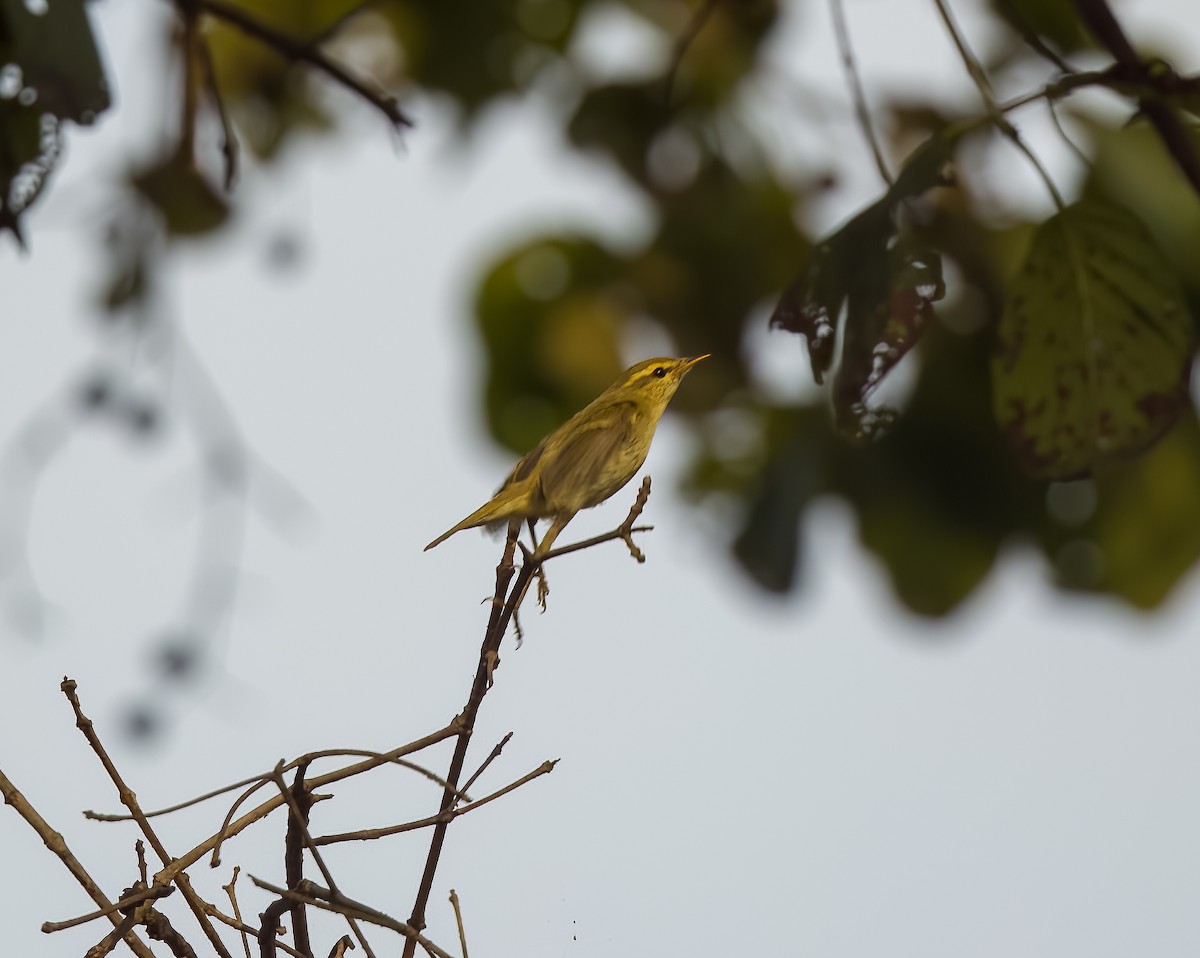 Greenish Warbler - ML615145041