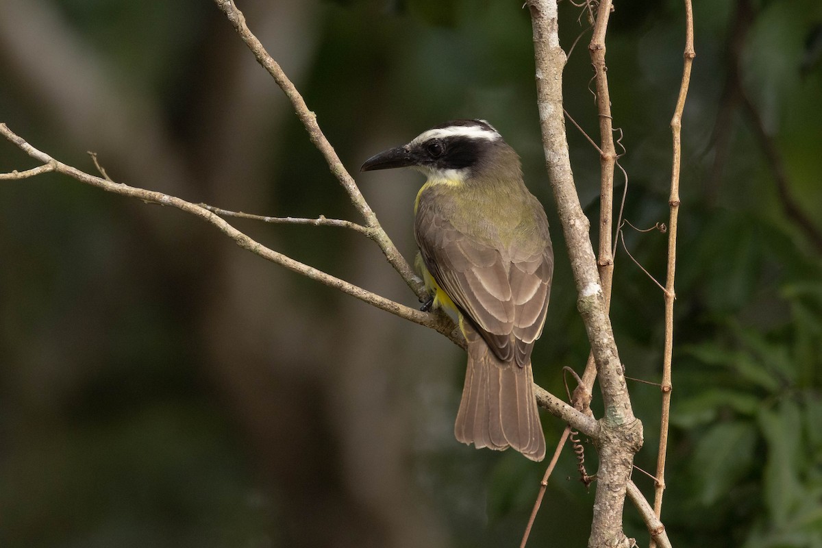 båtnebbtyrann (mexicanus gr.) - ML615145069