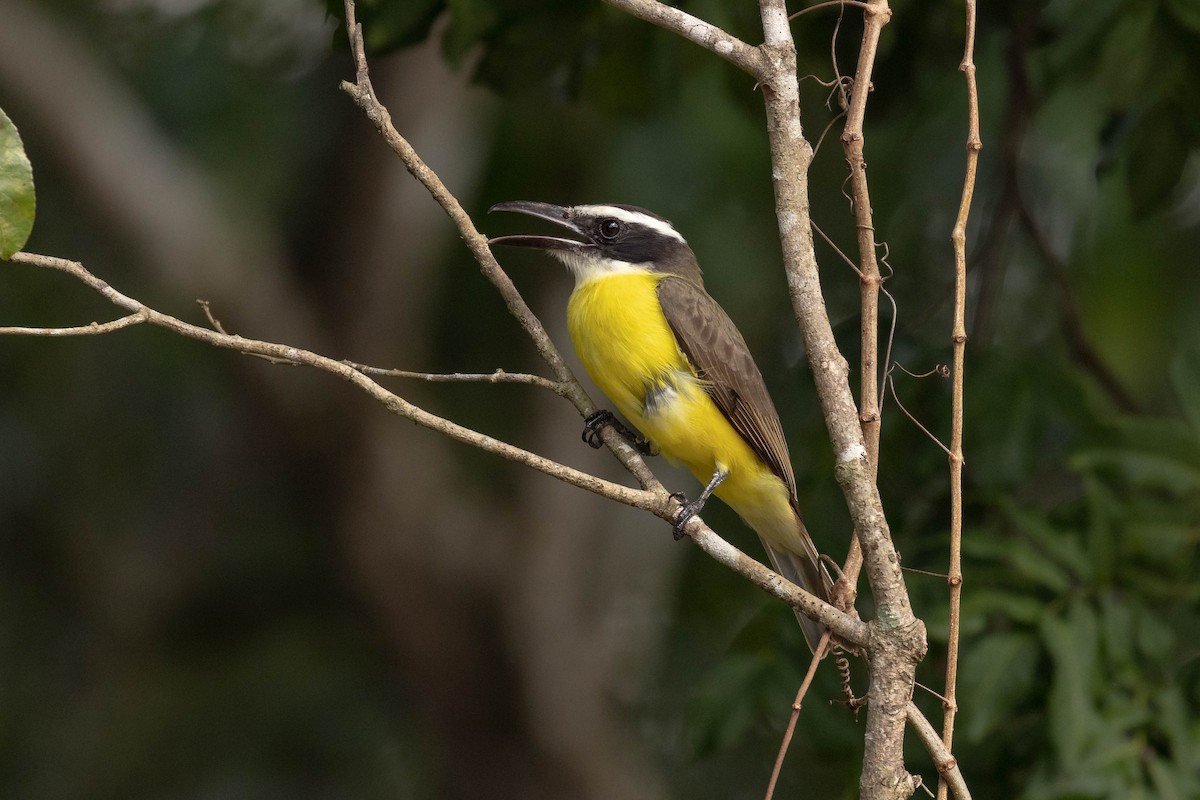 Boat-billed Flycatcher (Northern) - ML615145070