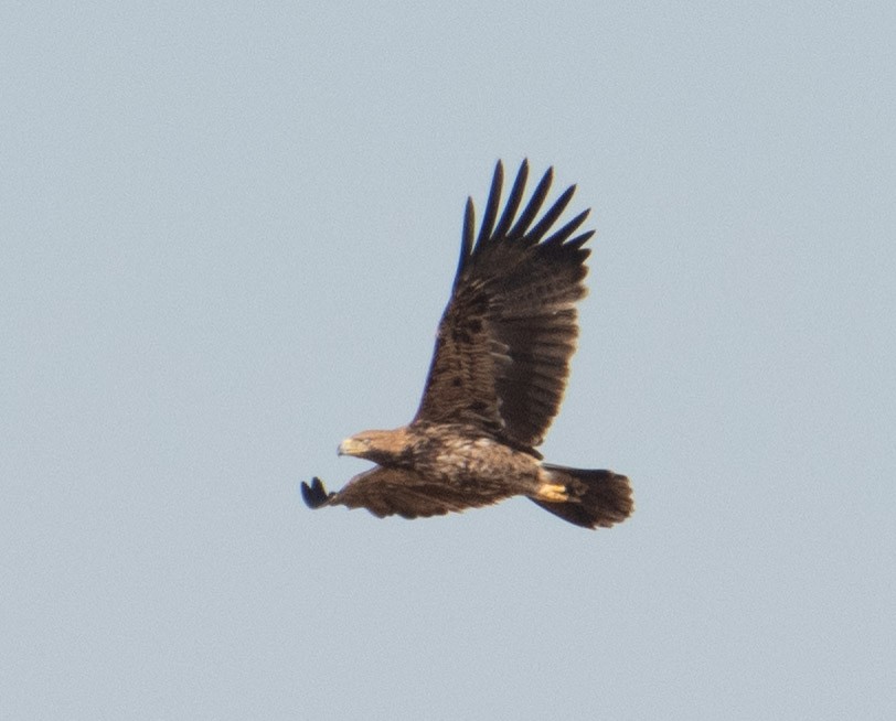 Greater Spotted Eagle - ML615145092