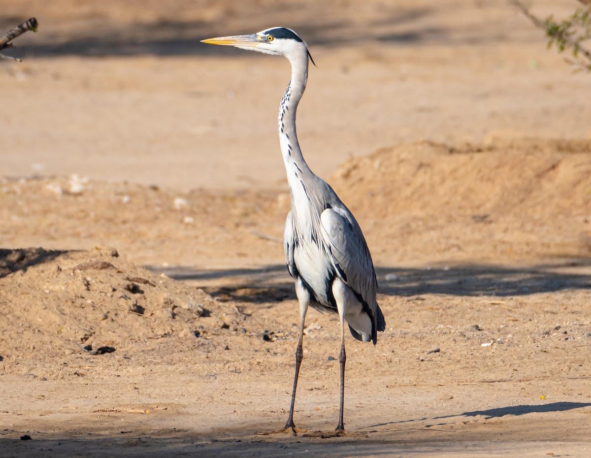 Gray Heron - ML615145099