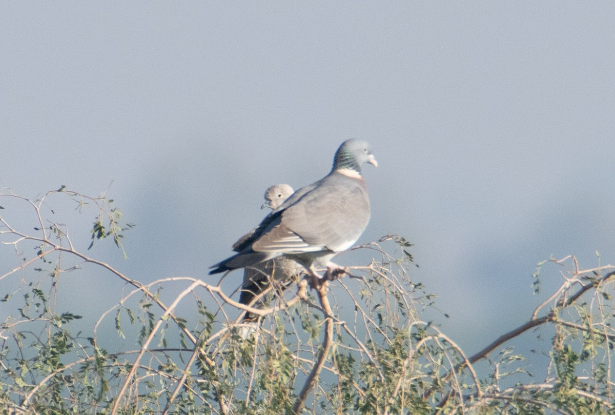 Common Wood-Pigeon - ML615145108