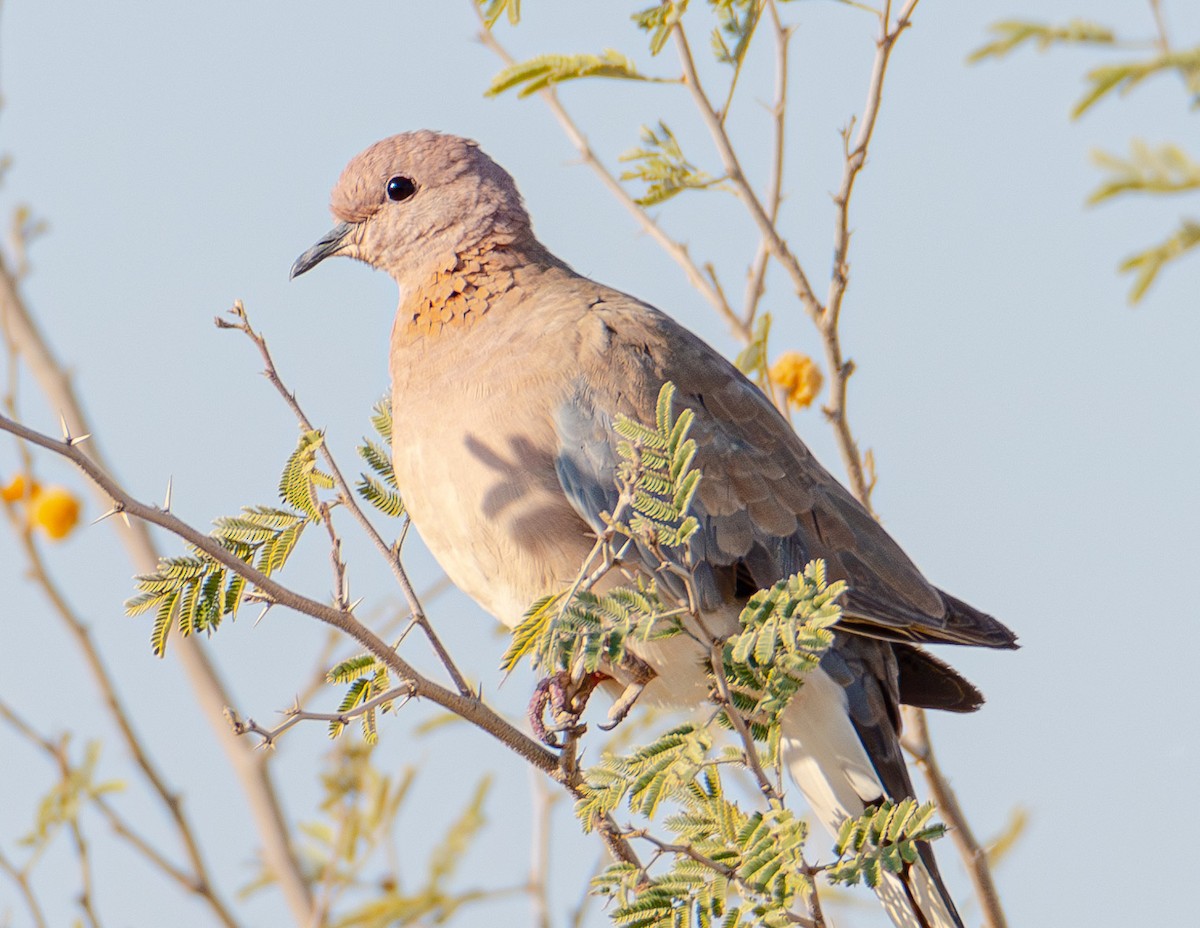 Laughing Dove - ML615145117
