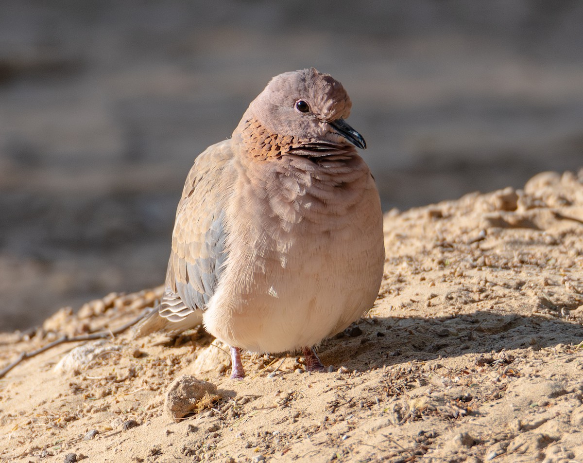 Laughing Dove - ML615145118