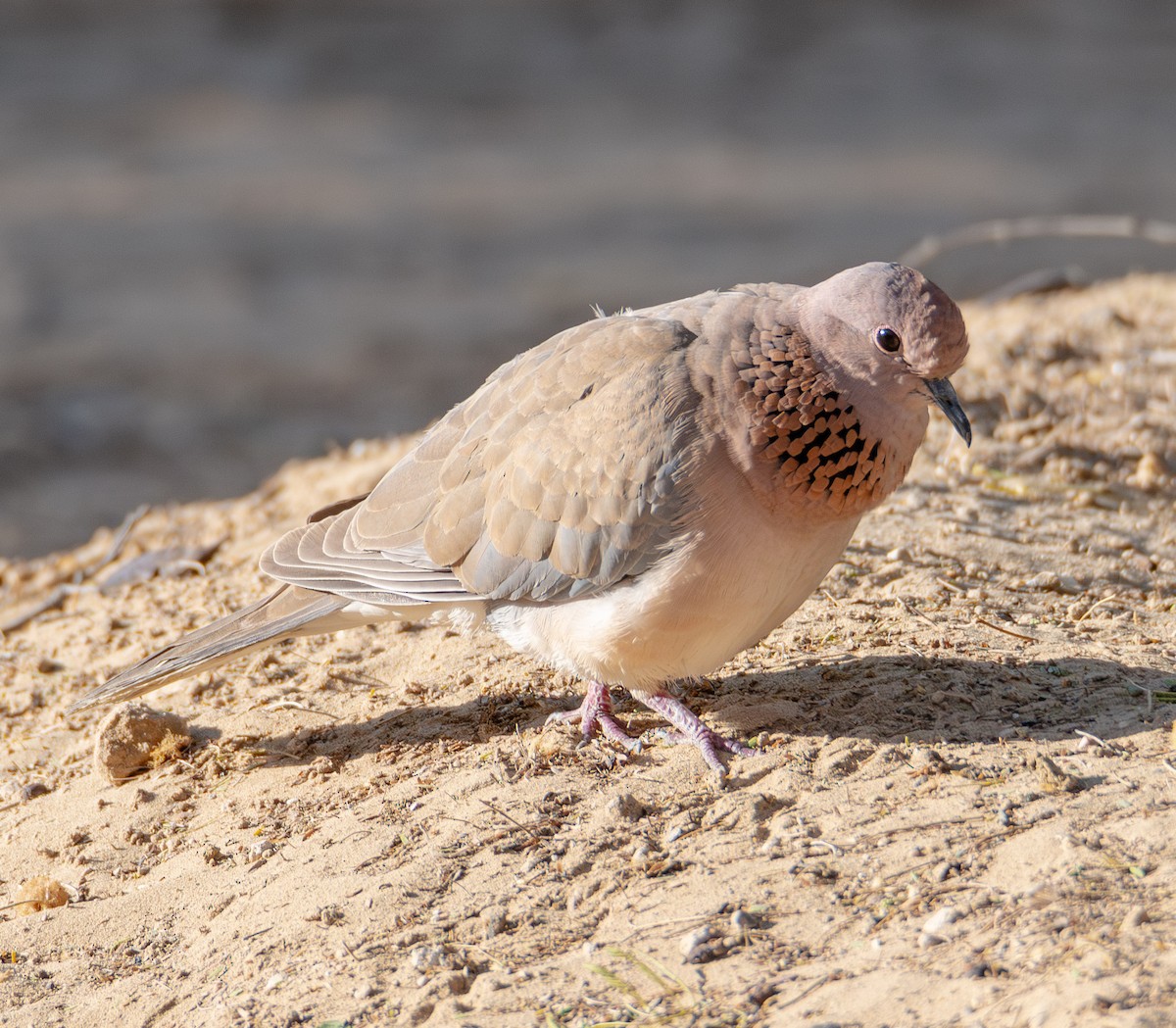 Laughing Dove - ML615145119