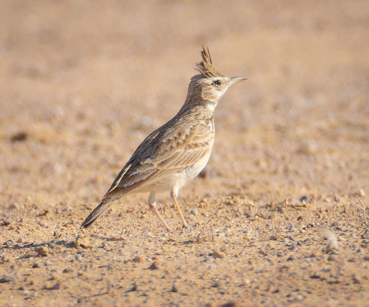 Crested Lark - ML615145130