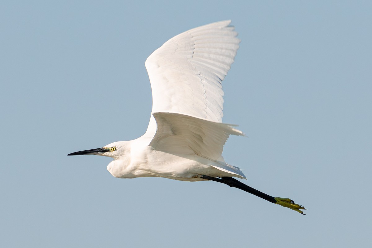 Little Egret - ML615145145