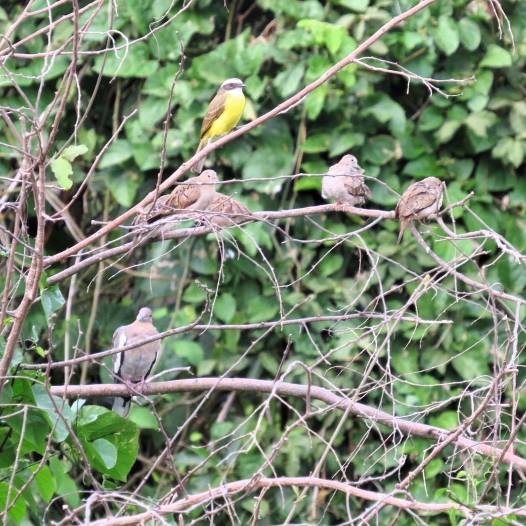 Ruddy Ground Dove - ML615145148