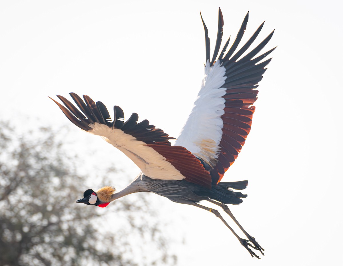 Gray Crowned-Crane - ML615145152