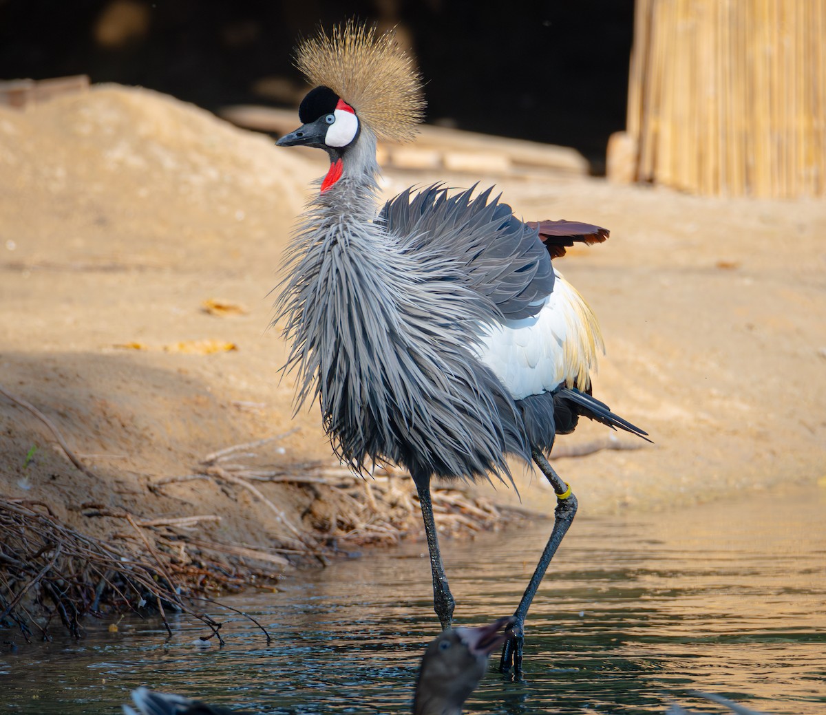 Gray Crowned-Crane - ML615145162