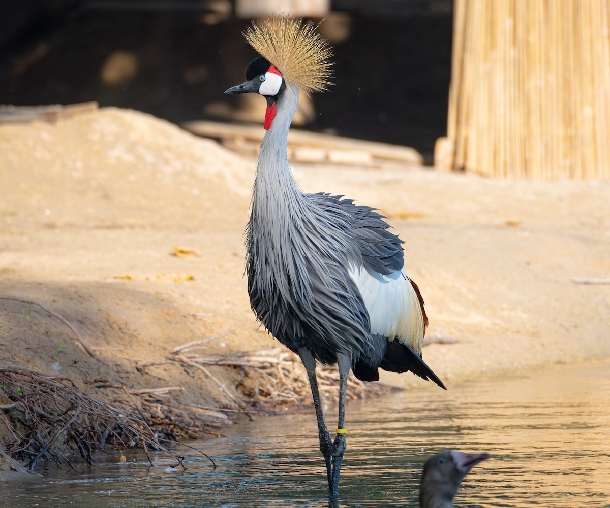 Gray Crowned-Crane - ML615145163