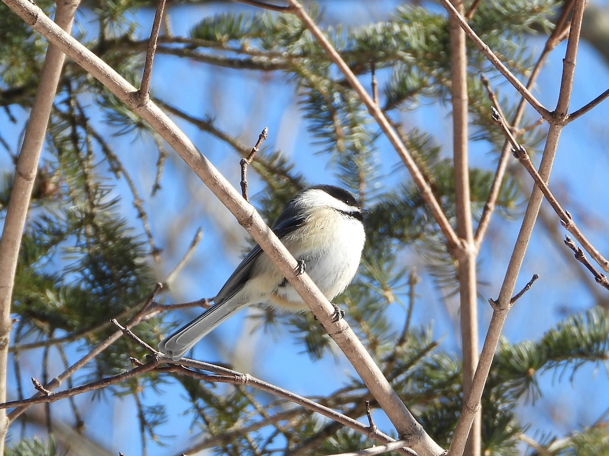 Black-capped Chickadee - ML615145169