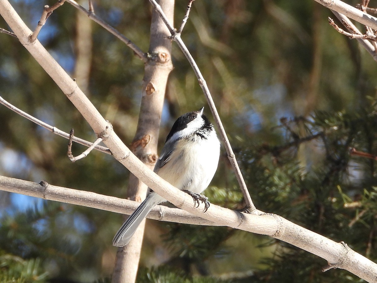 Black-capped Chickadee - ML615145174