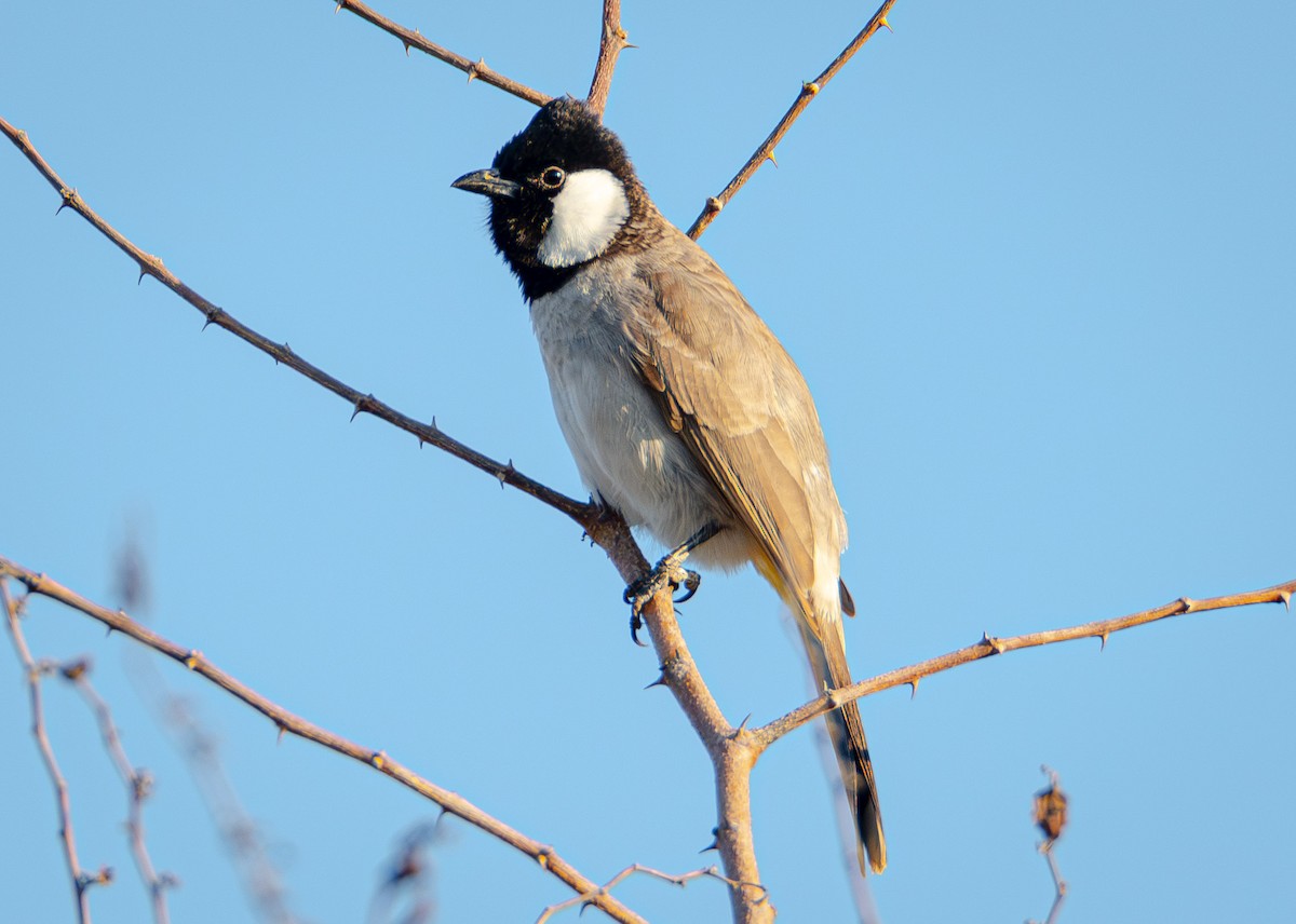 White-eared Bulbul - ML615145201