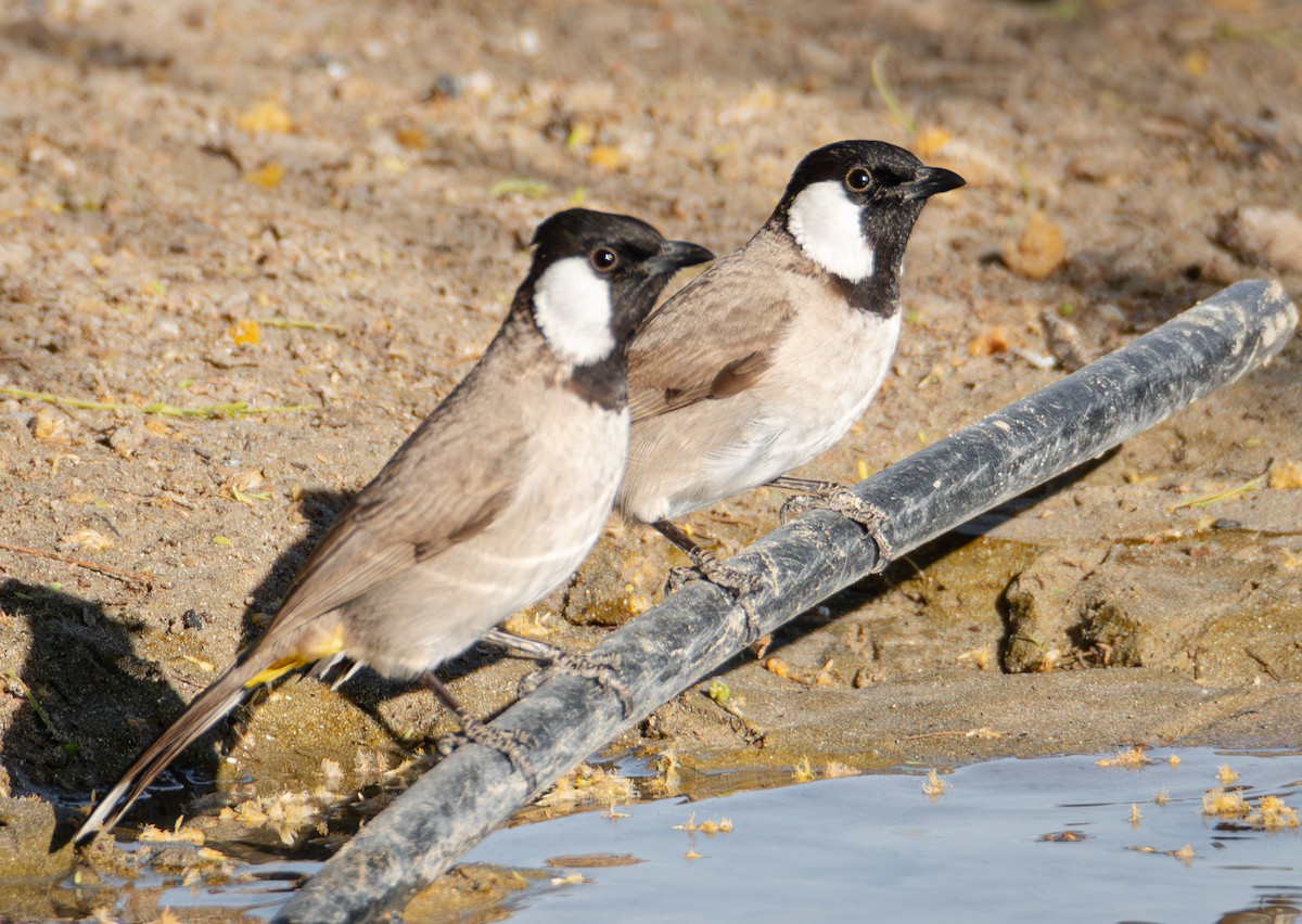 White-eared Bulbul - ML615145207