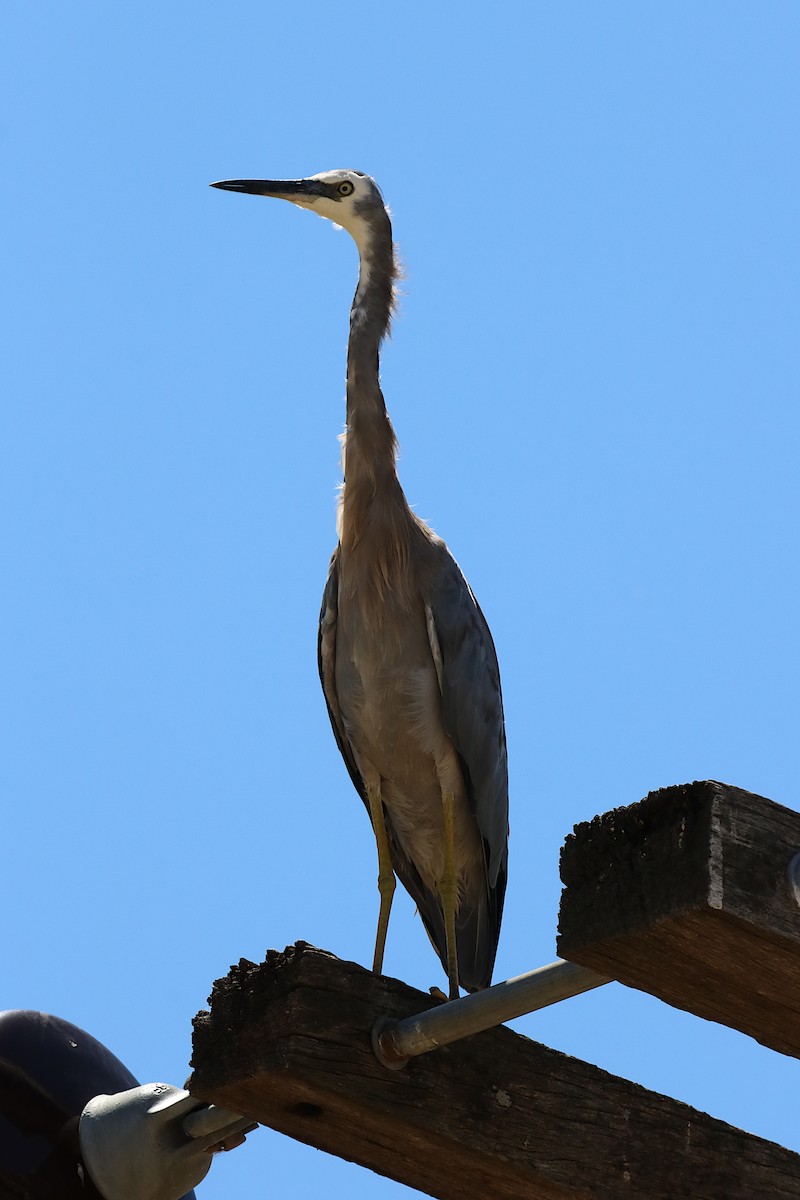 White-faced Heron - ML615145216