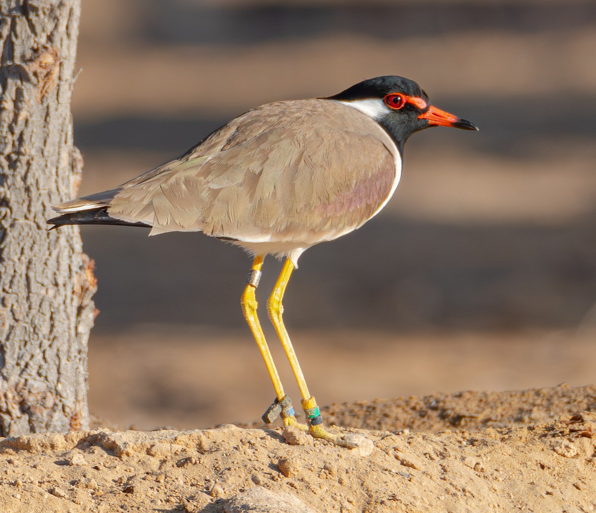 Red-wattled Lapwing - Trevor Ambrico