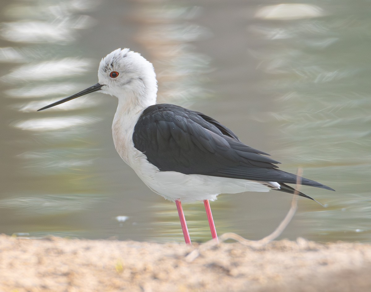 Black-winged Stilt - ML615145228