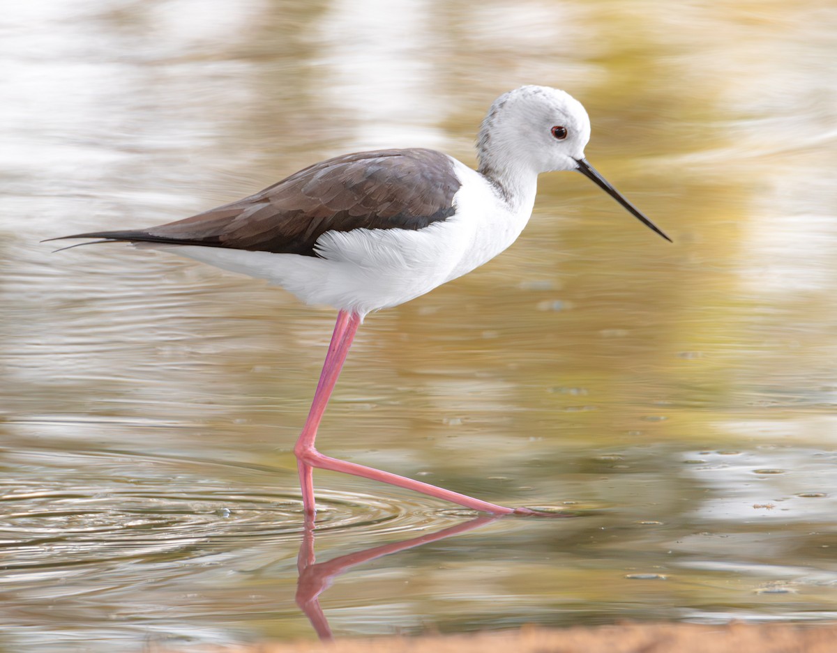 Black-winged Stilt - ML615145236