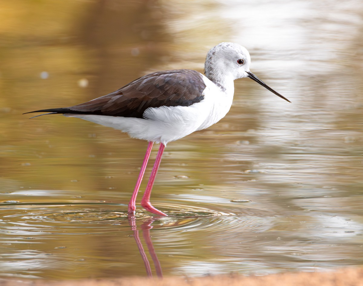 Black-winged Stilt - ML615145237