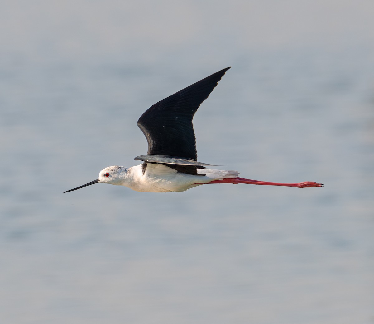 Black-winged Stilt - ML615145240