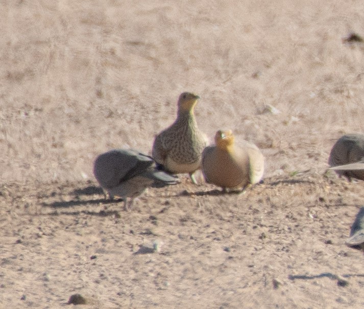 Chestnut-bellied Sandgrouse - ML615145254