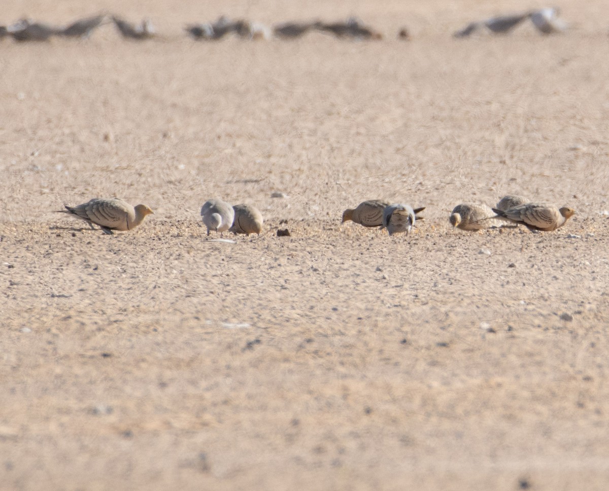 Chestnut-bellied Sandgrouse - ML615145255