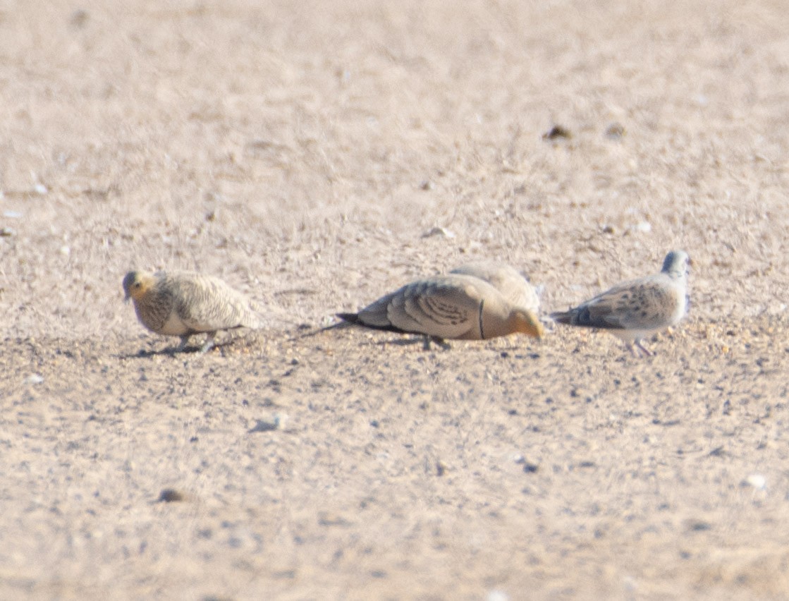 Chestnut-bellied Sandgrouse - ML615145256