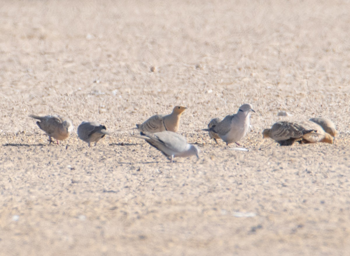 Chestnut-bellied Sandgrouse - ML615145257