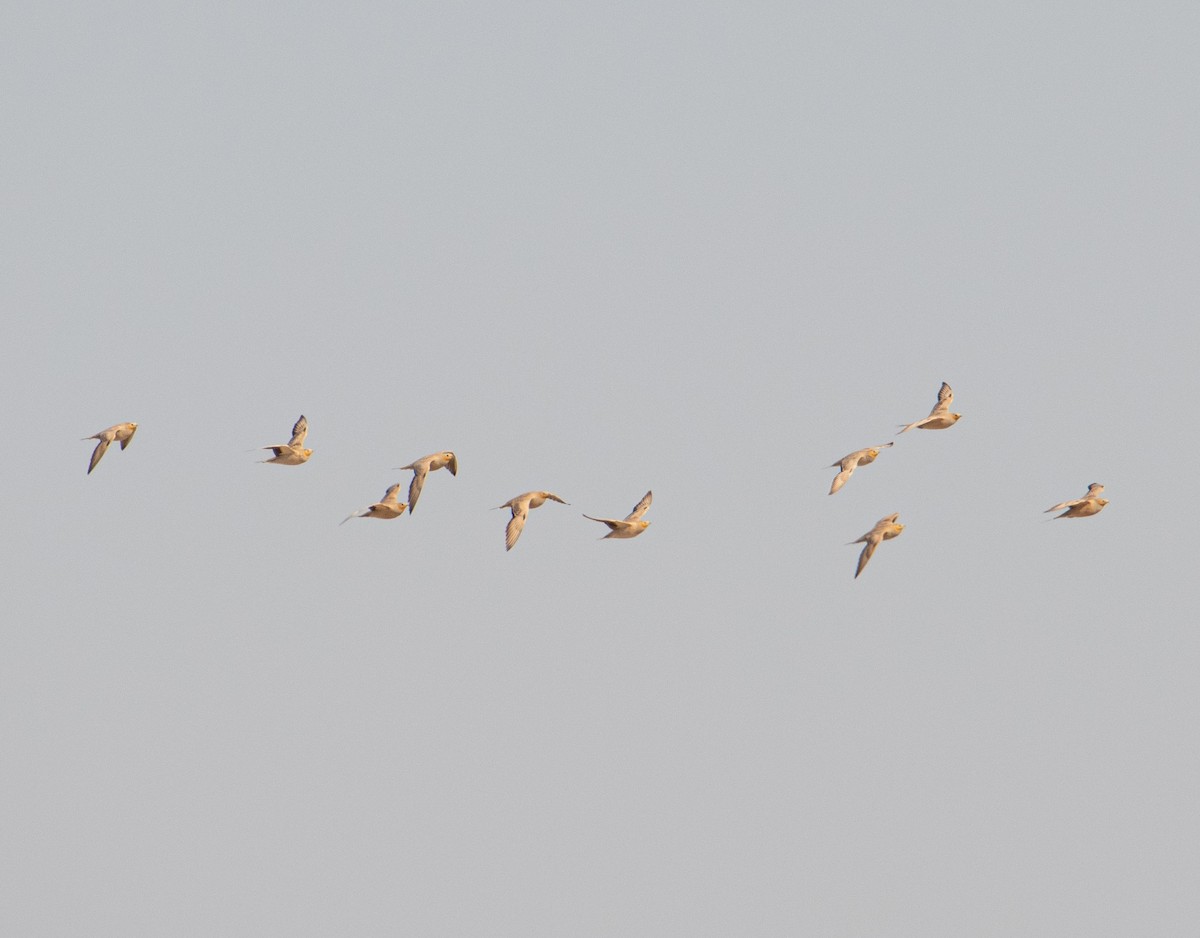 Chestnut-bellied Sandgrouse - ML615145260