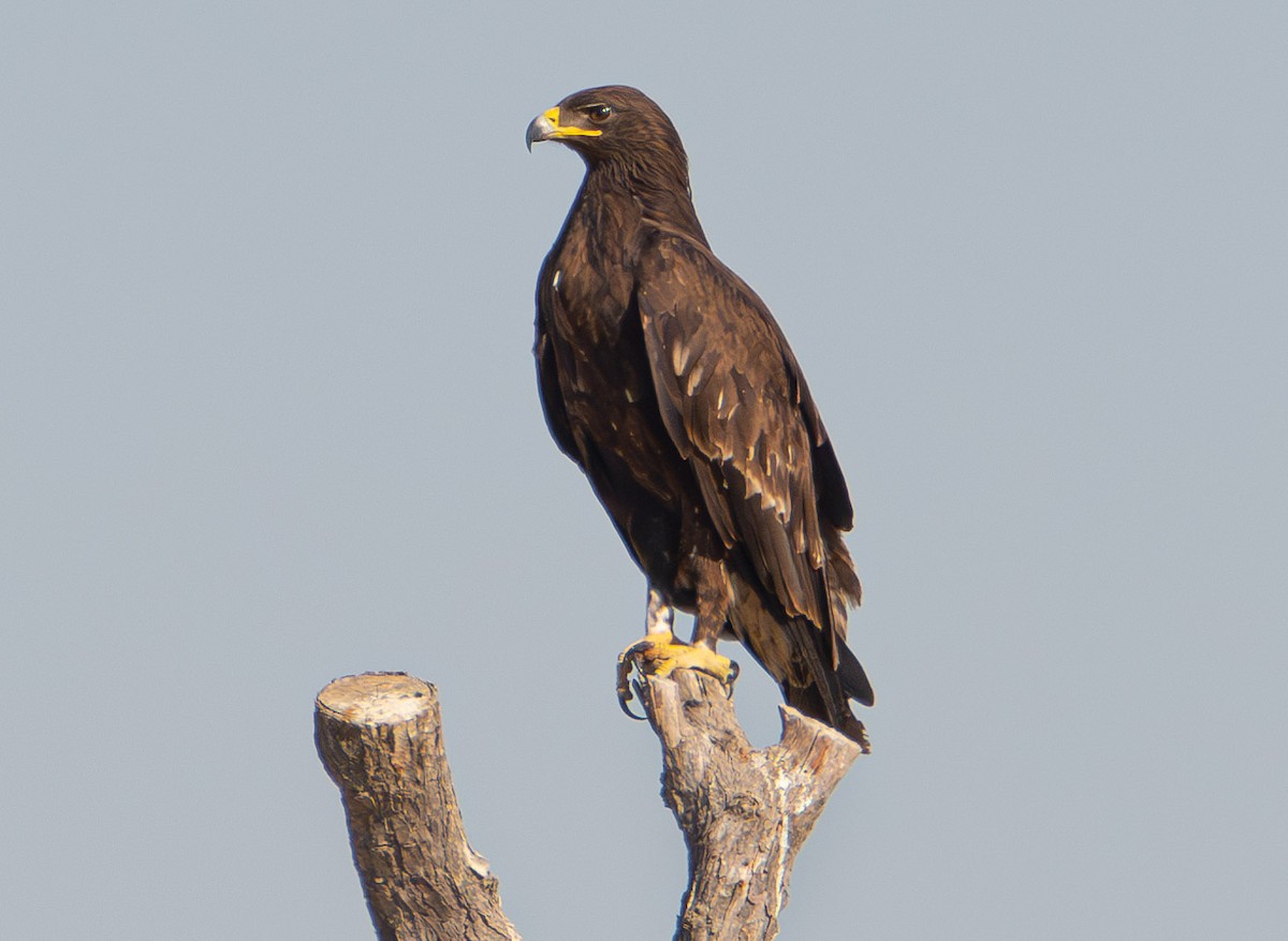 Greater Spotted Eagle - ML615145272