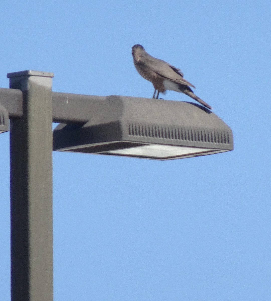 Cooper's Hawk - ML615145273
