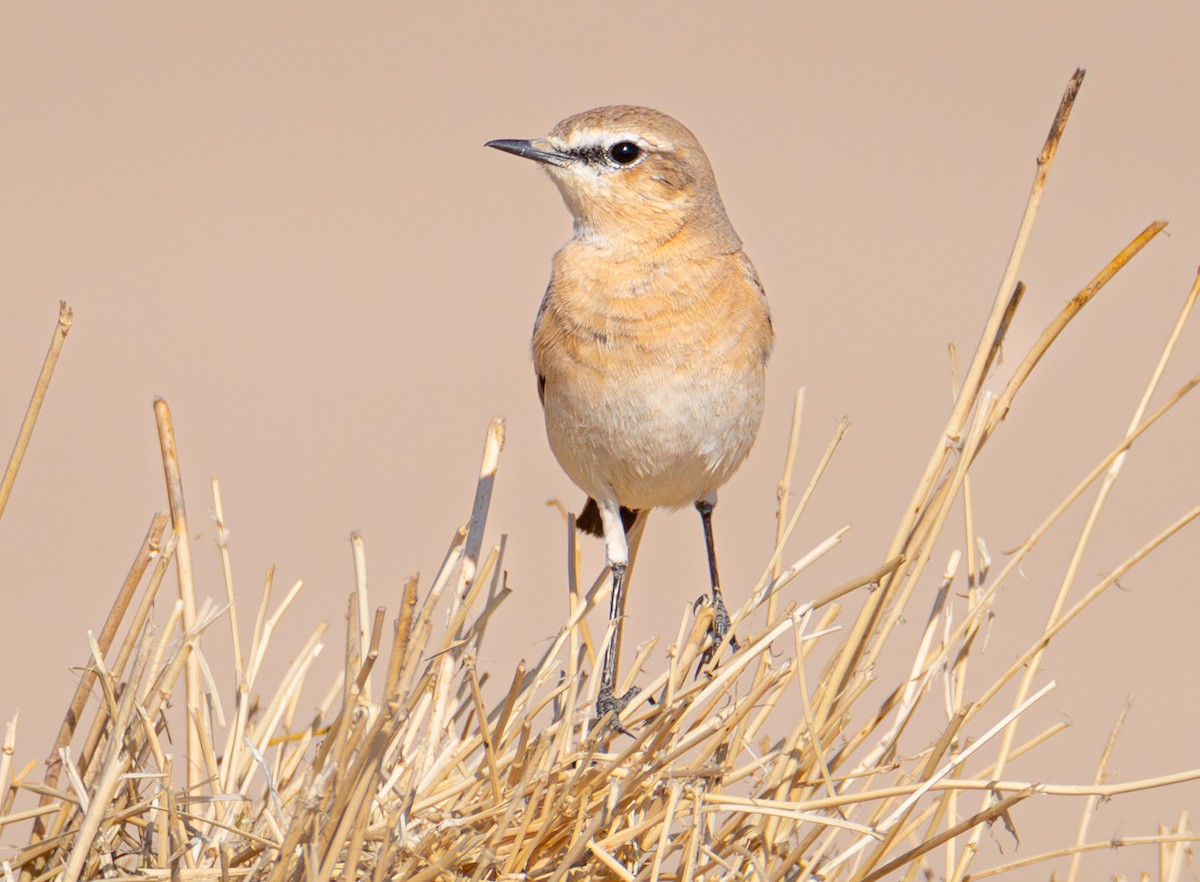 Isabelline Wheatear - ML615145285