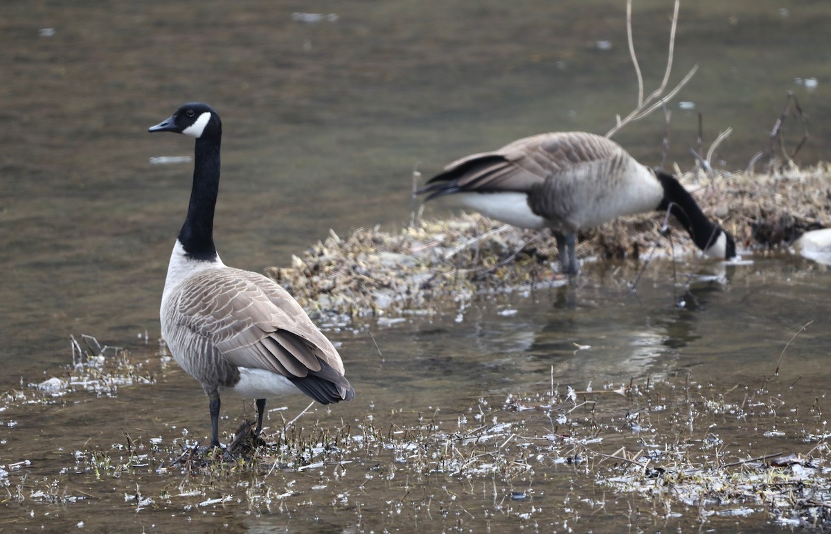 Canada Goose - ML615145303