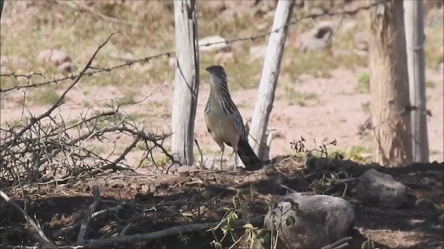 Lesser Roadrunner - ML615145311