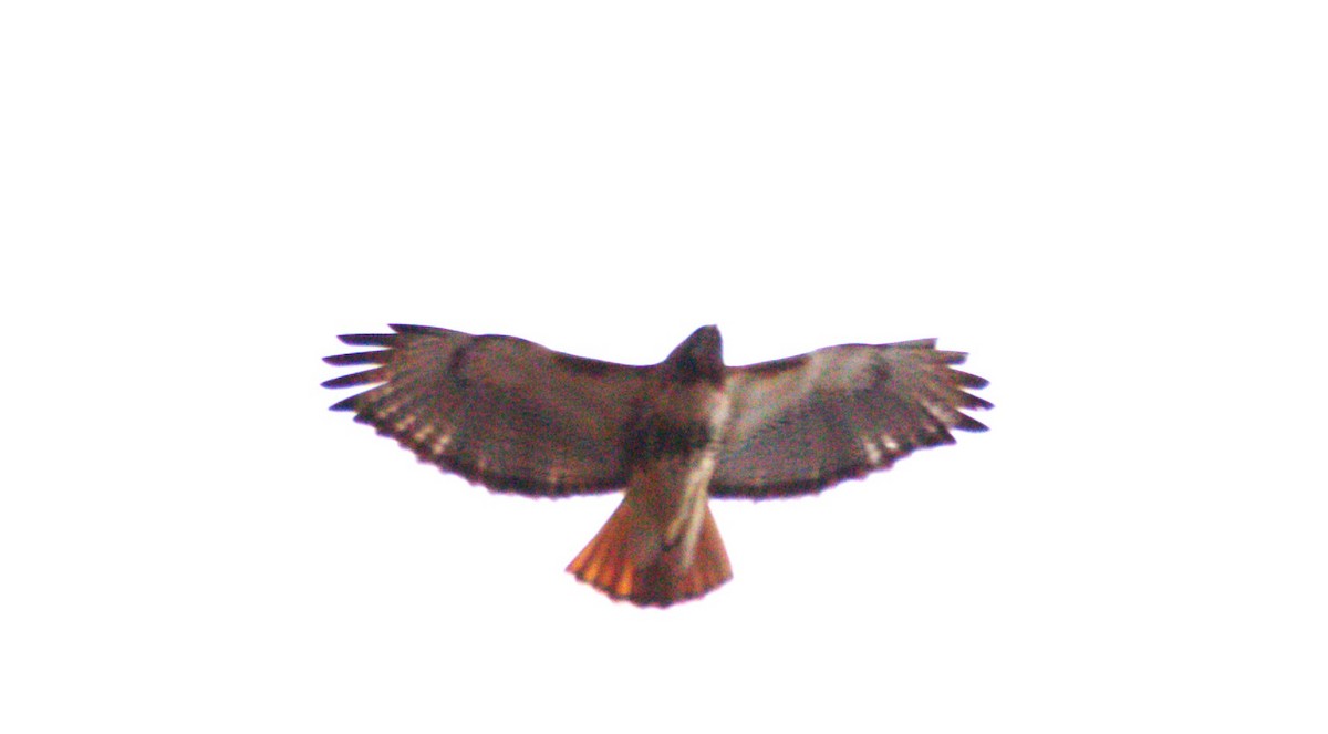 Red-tailed Hawk - ML615145319