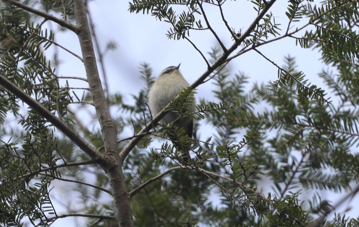 Golden-crowned Kinglet - "Chia" Cory Chiappone ⚡️