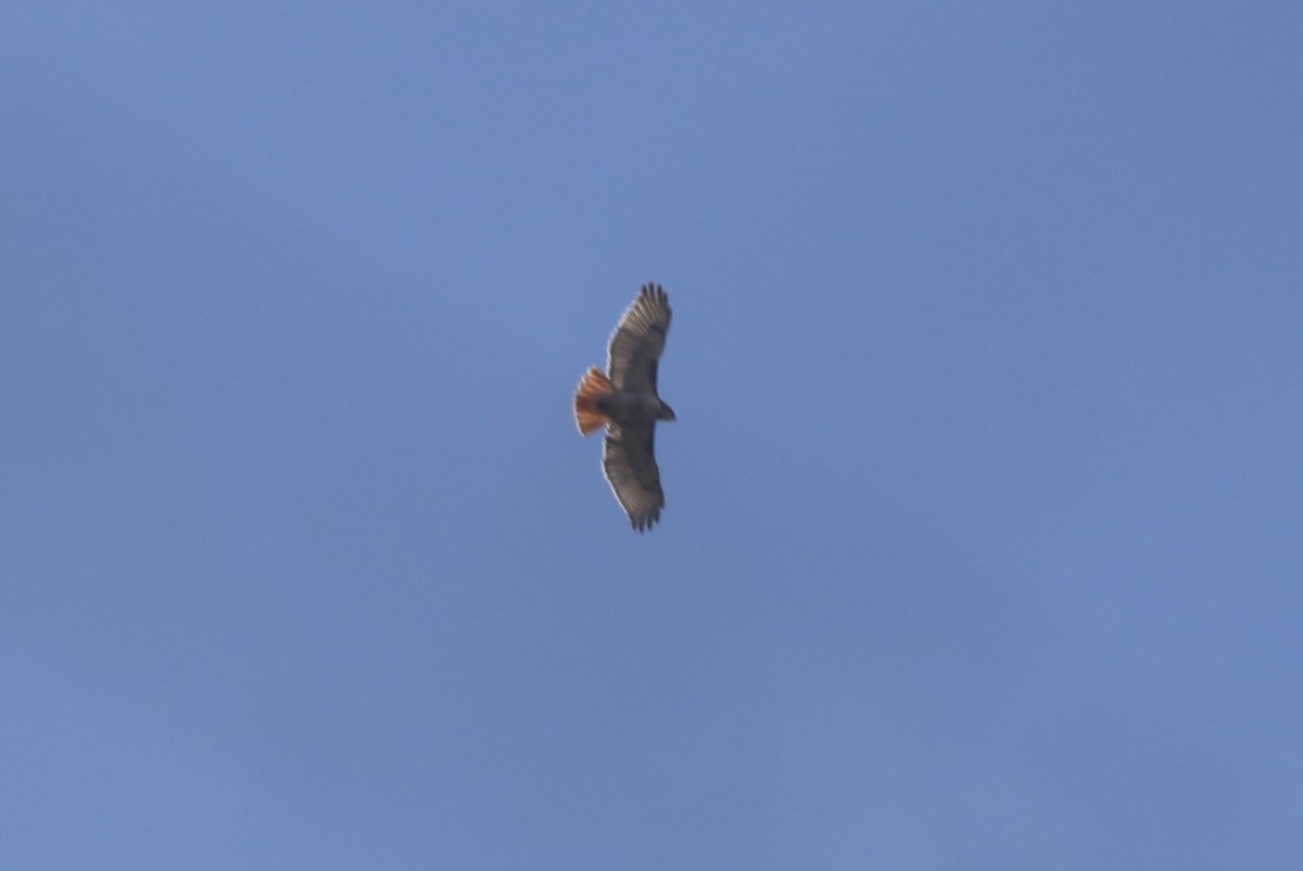 Red-tailed Hawk - ML615145341