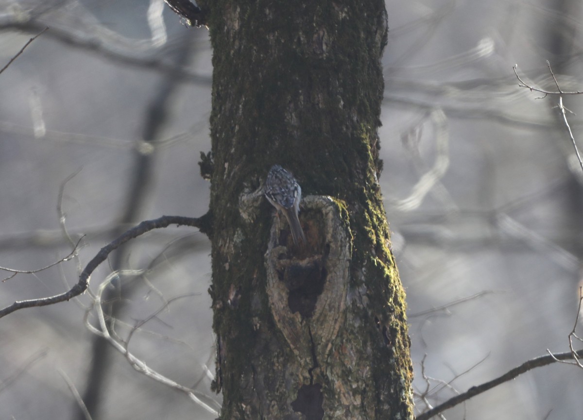 Brown Creeper - ML615145360