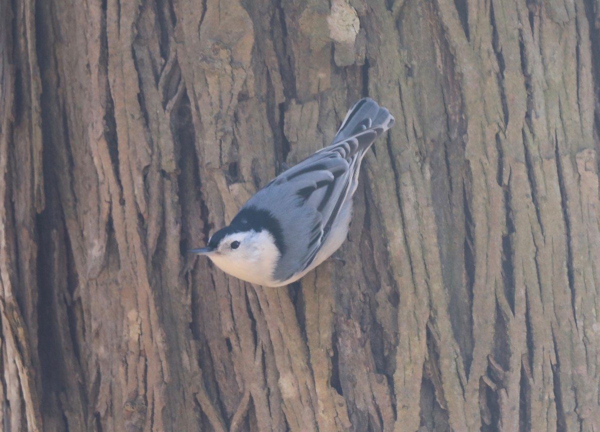 White-breasted Nuthatch - "Chia" Cory Chiappone ⚡️