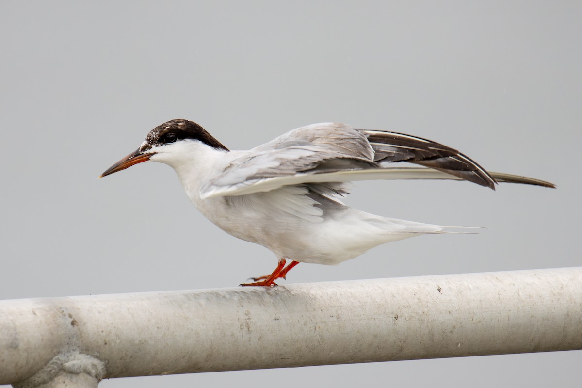 Common Tern - ML615145408