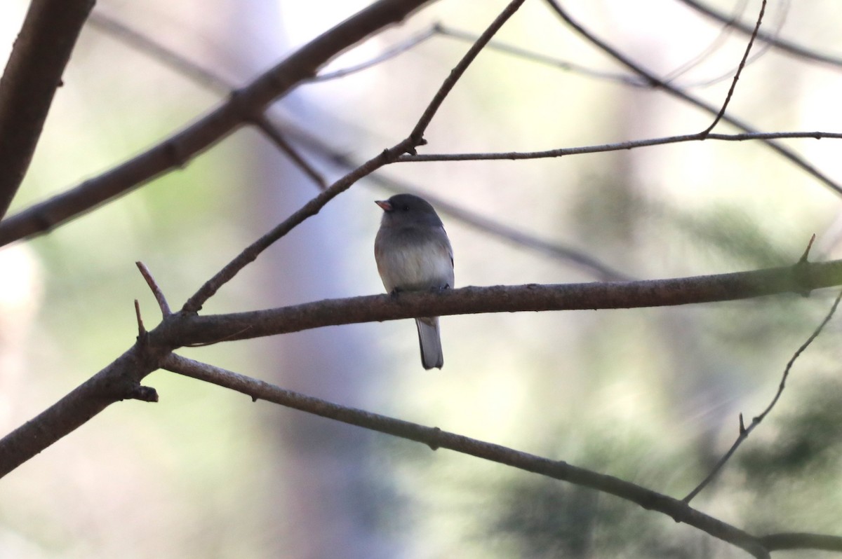 Junco Ojioscuro - ML615145414