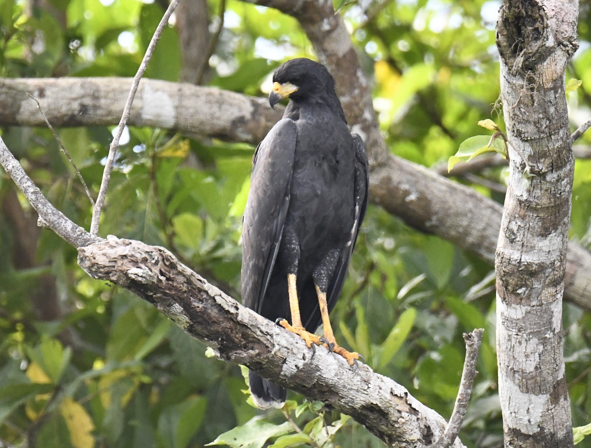 Great Black Hawk - ML615145420